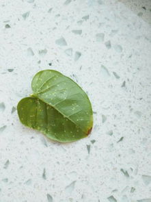 菠萝蜜上有斑点像虫卵怎么回事