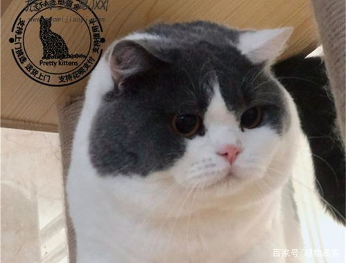 英国短毛猫的身长体重?