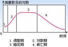 细菌生长曲线分为哪四个时期，细菌生长曲线的特点