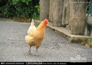 小鸡饲养注意事项，小鸡饲料最新答案