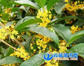 桂花有什么作用