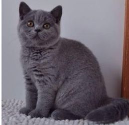 小蓝猫怎么喂养