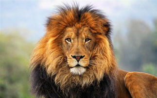 lion是什么意思中文 lion的意思