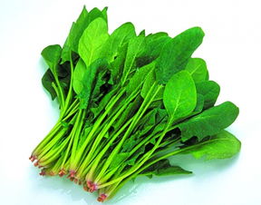 减肥可以吃菠菜吗