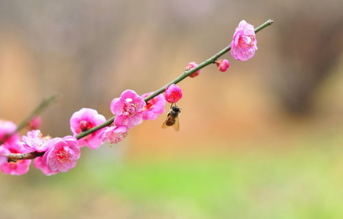 梅花几月份开花?
