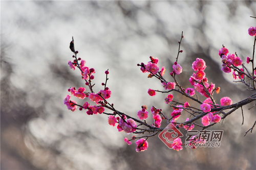 红梅花儿开，红梅花的养殖方法和注意事项