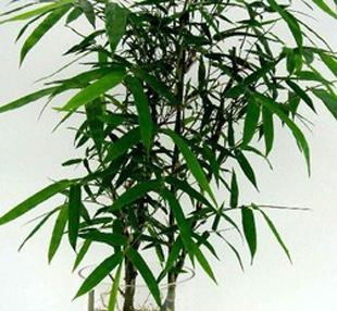 竹子属于哪一类植物