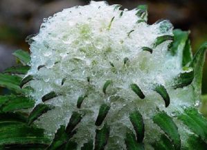 雪莲的量词怎么写，什么的雪莲填量词