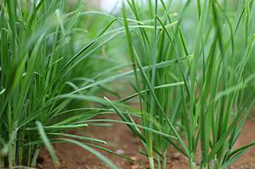 南方韭菜种植时间及方法，韭菜种植时间及方法根药用价值