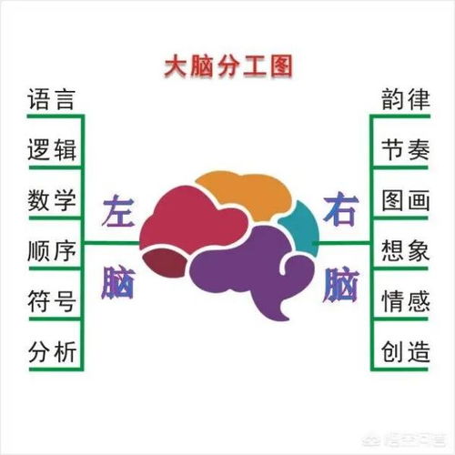 左右脑的分工理论是什么