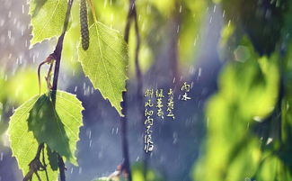春天的雨是什么怎么写?