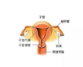 谁知道女性切除子宫后会有什么影响?