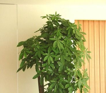 家里养发财树好不好，家里的发财树怎么养