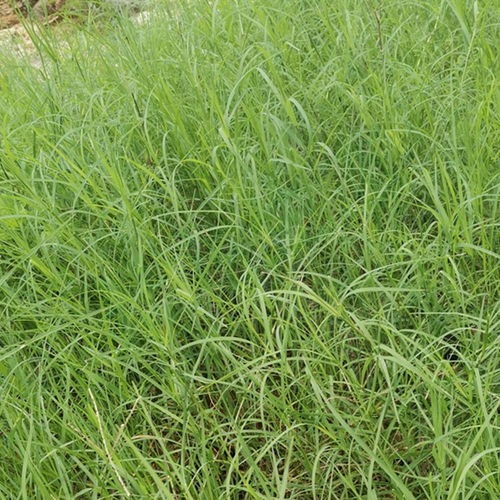 含羞草的种类，薰衣草的种类