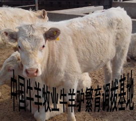 我想买牛羊,哪里的最好?