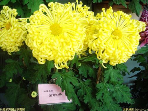 菊花有什么形状
