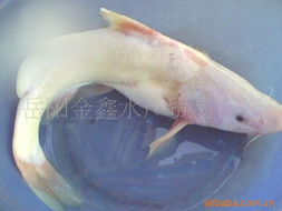 长江回鱼是保护生物吗，长江回鱼主要分布在哪里