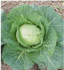 cabbages，cabbage中文翻译