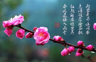 冬天梅花是什么样子的，梅花是什么样子的描述三年级