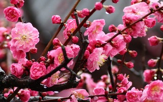 梅花长什么样子