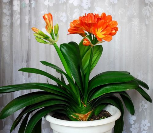君子兰花每年都开花吗，君子兰一般几年会开花