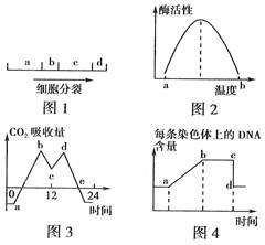 秋水仙素的作用原理是什么?