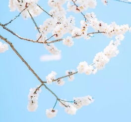 花开花落终有时的下一句，花开花落终有时,相逢相聚本无意是什么意思