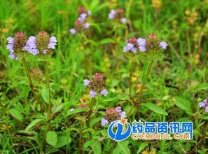 夏枯草的功效与作用及禁忌 夏枯草的功效与作用及禁忌有哪些