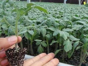 小番茄种子育苗方法全过程，番茄种子怎么种植