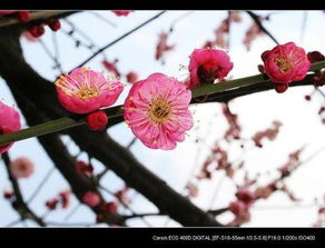 梅花什么季节开花