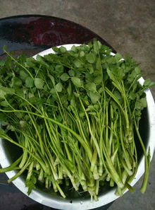 什么菜最好吃?