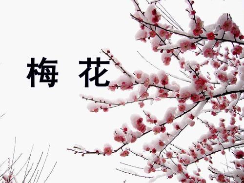 关于梅花的古诗词大全,字少一点，关于梅花的古诗词写两句