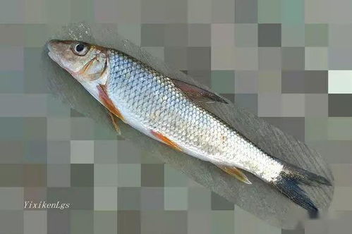 重唇鱼用什么饵料最好，重唇鱼钓法