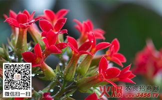 金狐狸长寿花花语，长寿花花语象征爱情长长远远