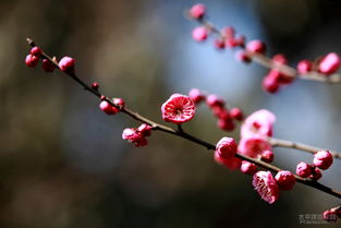 腊梅花的花语以及象征意义