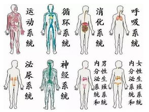 人体九大系统的顺口溜，人体有几大系统多少器官