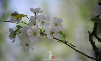 关于梨花的诗句有，关于梨花的诗词名句