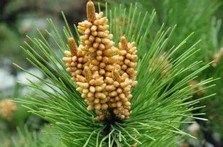 松花粉是什么 松花粉的功效是什么