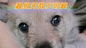 网络用语母狗什么意思