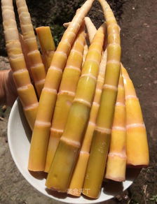 怎样泡发竹笋好呢?