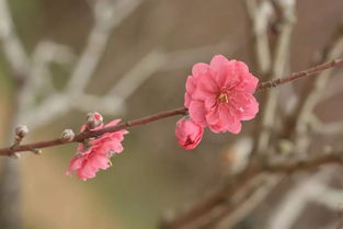 竹外桃花三两枝的全诗，竹外桃花三两枝春江水暖鸭先知是哪首古诗