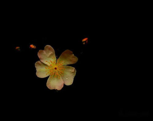 一朵小花的拼音，一朵小花普希金朗诵