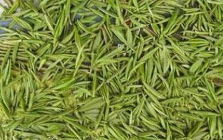 毛尖茶哪里产的最好
