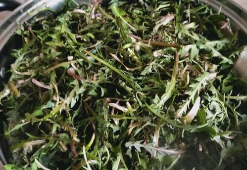 炒干的蒲公英与晒的蒲公英有什么区别
