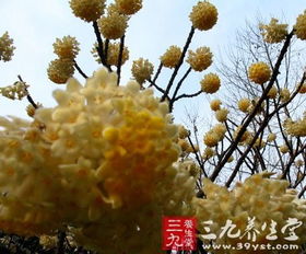 雪里开花图片与作用，雪里开花的功效与作用
