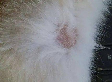 人得了猫藓怎么办