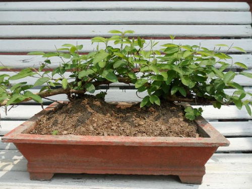 金银花苗批发基地，盆栽金银花种植技术视频