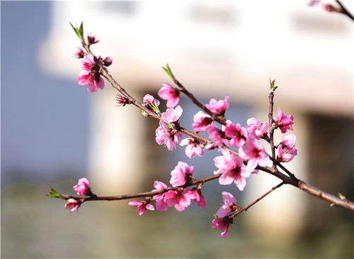 竹外桃花三两枝的全诗