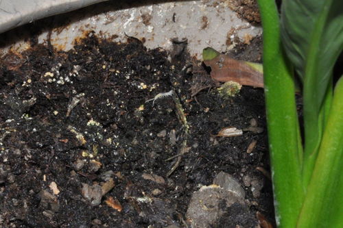 花盆里有密密麻麻白点虫子怎么办?
