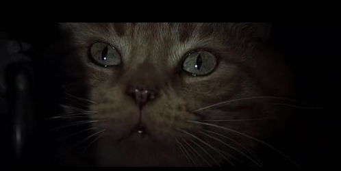 人感染猫癣后怎么治疗，人感染猫藓用药